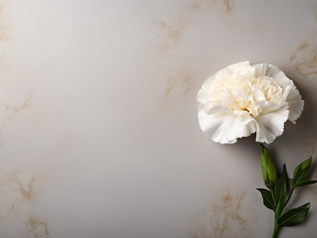 White carnation flowerle background with copy space. Top viewの写真素材