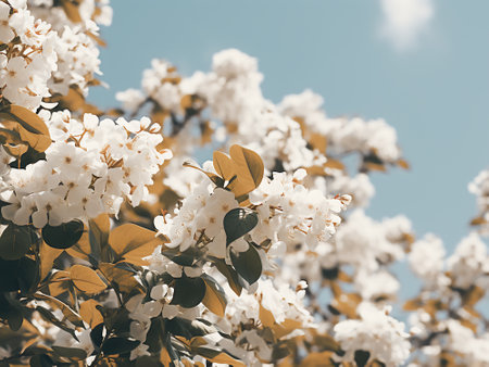 White flowers of Japanese cherry (Prunus serrulata)の写真素材
