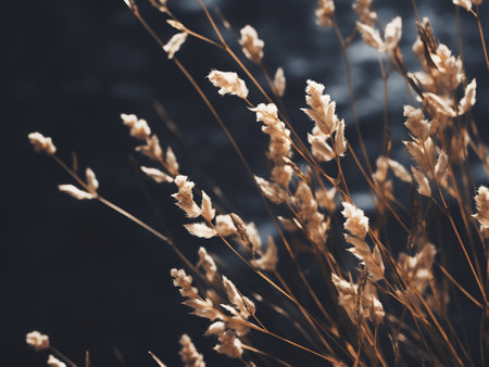 Beautiful dry grass on dark background. Selective focus. Toned.の写真素材