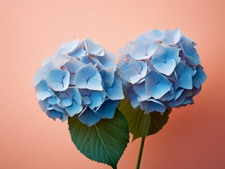 Blue hydrangea flowers on a pink background with copy spaceの写真素材