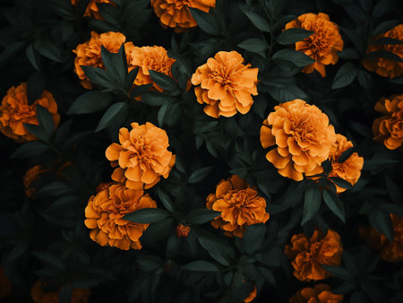 Orange marigold flowers on a dark background. Toned.の写真素材