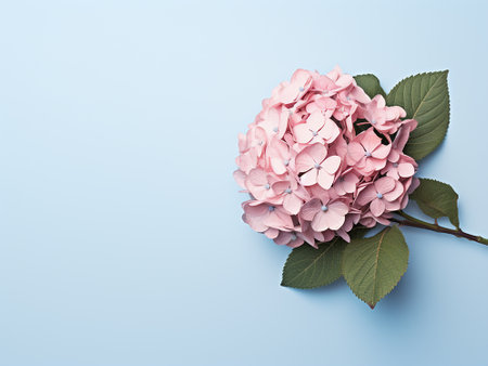 Pink hydrangea flower on blue background with copy space.の写真素材