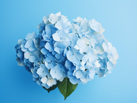 Blue hydrangea flower on blue background. Flat lay, top view.の写真素材