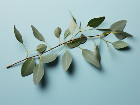 Eucalyptus branch on blue background. Flat lay, top view.の写真素材