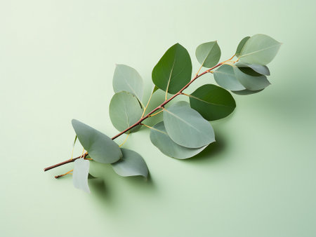 Eucalyptus leaves on green background. Flat lay, top view.の写真素材