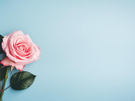 Pink rose flower on blue background with copy space. Flat lay.の写真素材
