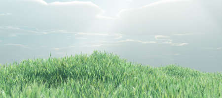 Wheat fieldの写真素材