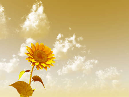Sunflowerの写真素材