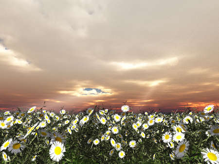 Beautiful flowersの写真素材