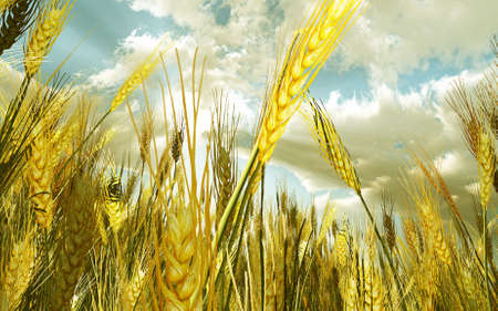 Golden wheat fieldの写真素材