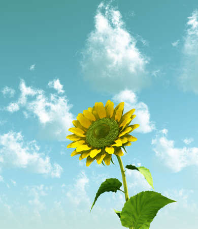 Sunflowerの写真素材
