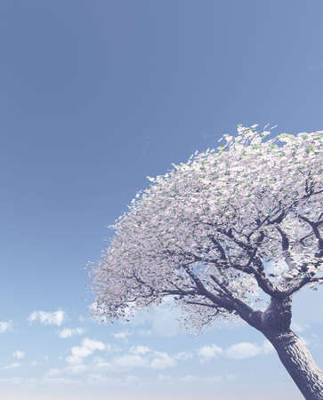 Blossomingの写真素材