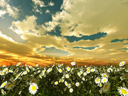 Beautiful flowersの写真素材