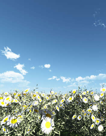 Beautiful flowersの写真素材