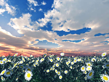 Beautiful flowersの写真素材