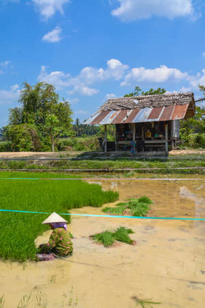 thai farmerの写真素材