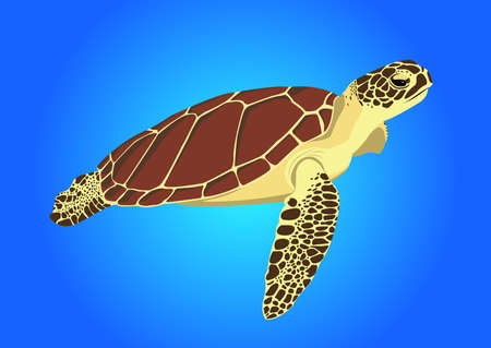 sea turtle on blue backgroundの写真素材