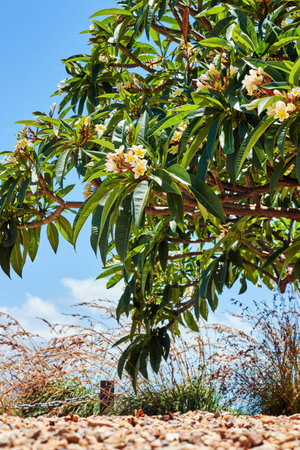 A big tropical tree with flowers on it, close up