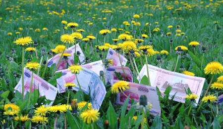 Monetary field in which among dandelions and grasses grow the Belarus monetary.の写真素材