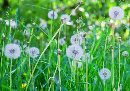 Dandelions among grassesの写真素材