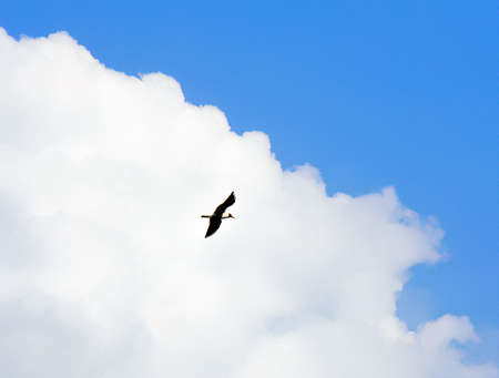 Bird at cloudsの写真素材