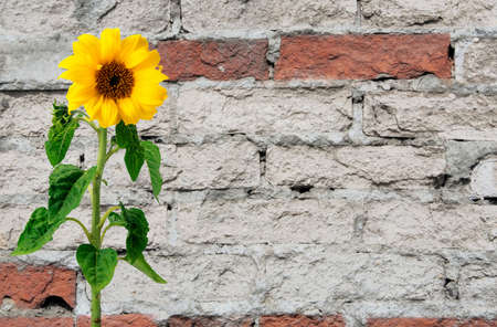 Sunflower over brick wallの写真素材