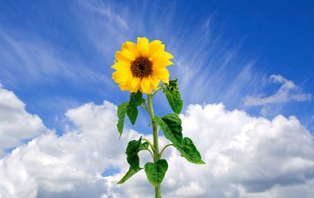 Sun-flower in the skyの写真素材