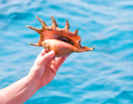 Cockleshellの写真素材