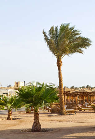 Palmsの写真素材