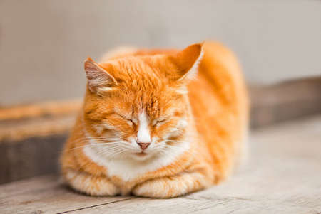 Sleeping catの写真素材