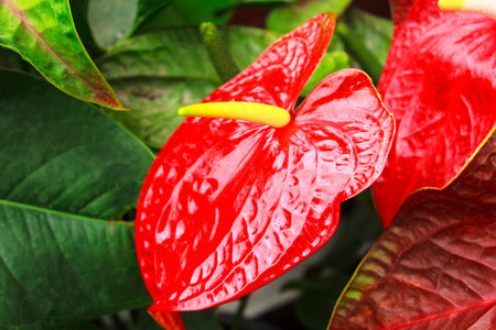 the red anthurium flower of beautiful and good-looking