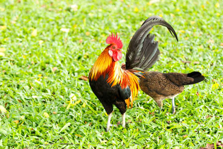 chicken on the grassの写真素材