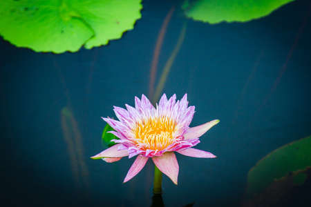 Lotus Flower Stock Photoの写真素材