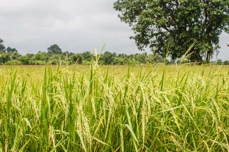 Rice field scenery in countryside of Thailandの写真素材