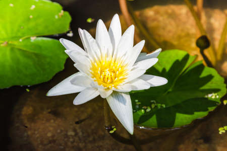 The beautiful White lotus flower in pondの写真素材