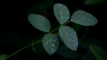 Green leaf with water drop