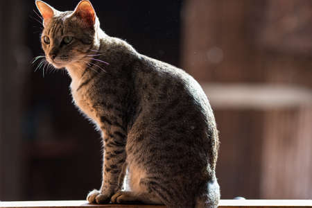 Cat stand on the windowの写真素材