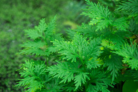 green plantsの写真素材