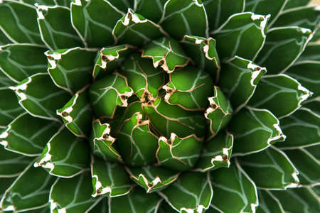 green plantsの写真素材