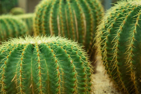 green plantsの写真素材