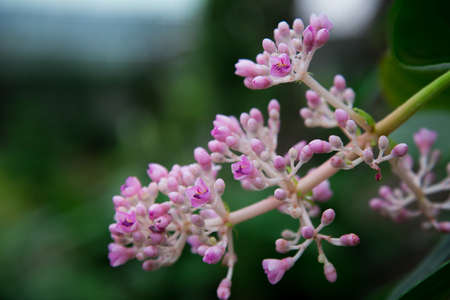 Blooming Flowerの写真素材