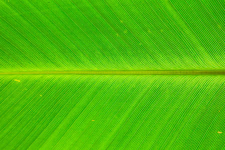 Green Leafの写真素材