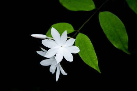white Flower Dark Backgroundの写真素材