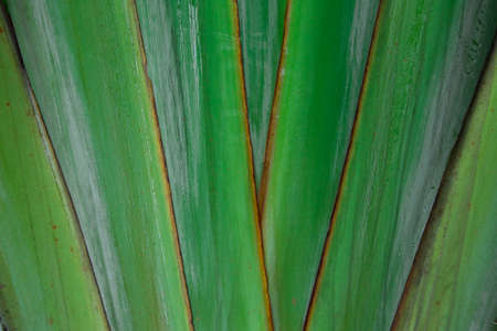 tree,plantsの写真素材