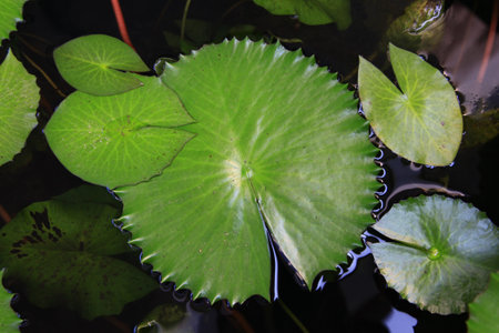   leaves  lotus