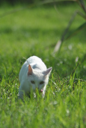 white catの写真素材