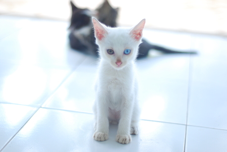 kittenの写真素材