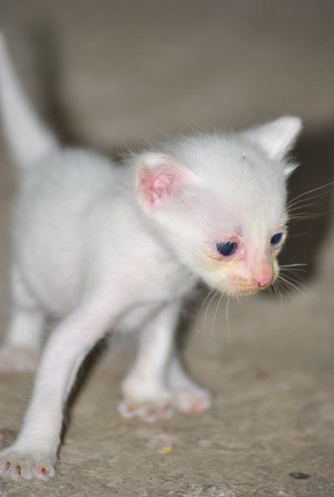 kitten newbornの写真素材
