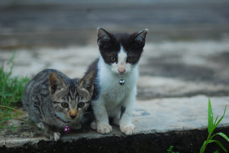 kittens are playing on home pageの写真素材