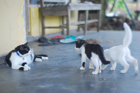 cats were relaxing on the home pageの写真素材